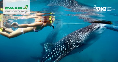 Cebu - miesto, kde sa skamarátiš so žralokom veľrybím